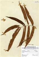 藏品(頂羽鱗毛蕨)的圖片